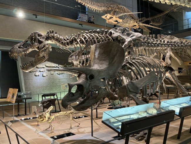 恐竜骨格標本